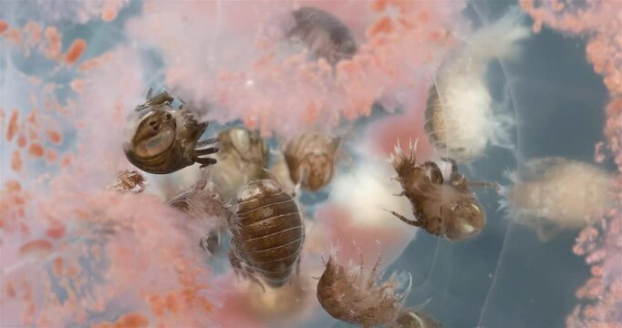 Amphipoda Crustacea Hyperia galba, family Hyperiidae. They parasitize on jellyfish Aurelia aurita, feeding on its tissues, tentacles. White sea