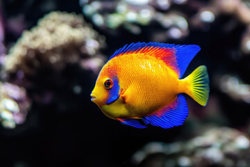 Bright yellow and blue fish swimming among corals.