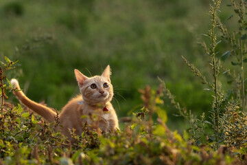 Orange cat observing among plants in the field.