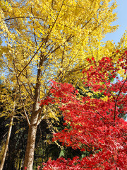 Gorgeous red maples in the park in autumn