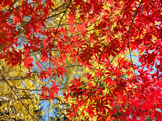Gorgeous red maples in the park in autumn