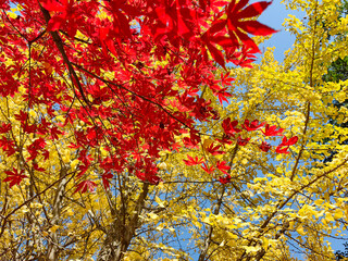 Gorgeous red maples in the park in autumn