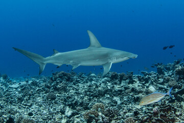 Hammerhead shark, French Polynesia