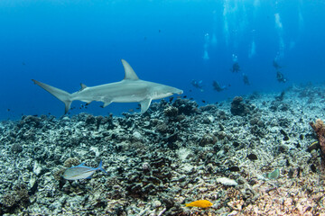 Fototapeta premium Hammerhead shark, French Polynesia