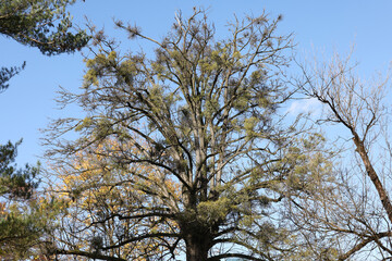 Mistletoe balls growing on a tree, symbol of Christmas holidays