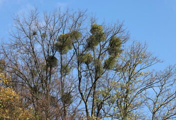 Mistletoe balls growing on a tree, symbol of Christmas holidays