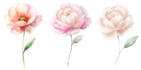 Fototapeta premium Three pink flowers are shown in a row