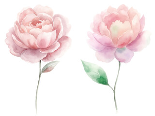 Two pink flowers with green leaves