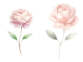 Two flowers are shown side by side, one of which is larger than the other