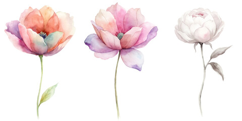 Three flowers are shown in a row, with the middle one being the tallest