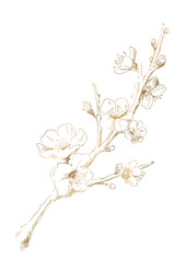 梅の花の線画　冬の梅のイラスト　ゴールド デザイン用の装飾素材