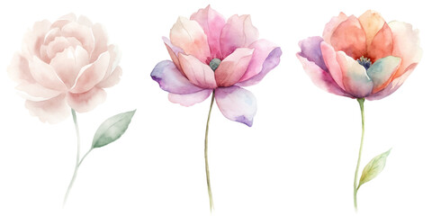 Three flowers are shown in a row, with the middle one being the tallest