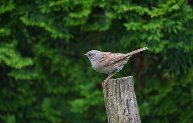 dunnock in the garden