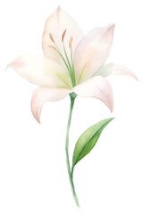 A watercolor painting of a white flower with green leaves
