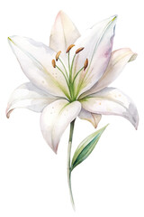 A white flower with green leaves