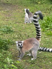 Obraz premium Vertical Portrait of a Ring-tailed lemur, Lemur Catta in the first rays of the sun. The well-known diurnal lemur in its natural habitat.