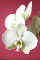 White orchid on color background