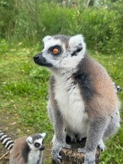 Vertical Portrait of a Ring-tailed lemur, Lemur Catta in the first rays of the sun.