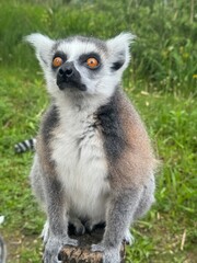 Vertical Portrait of a Ring-tailed lemur, Lemur Catta in the first rays of the sun.