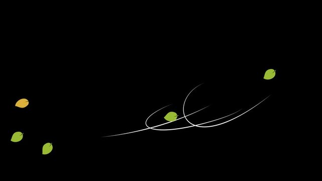 falling leaf with wind blowing in chroma key. transparent video background leaves drop in windy