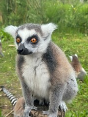 Vertical Portrait of a Ring-tailed lemur, Lemur Catta in the first rays of the sun.