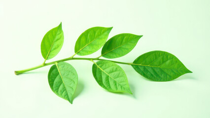Fototapeta premium Vibrant green leaf on pastel background showcasing natural beauty