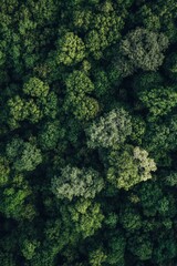 Naklejka premium Various shades of green foliage with a few yellowing leaves, indicating seasonal change or drought stress.