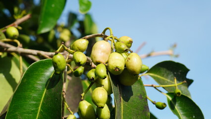 The fruit of the White Jamun Tree (Syzygium cumini) in dense bunches, is oval in shape, green when unripe and white when ripe.