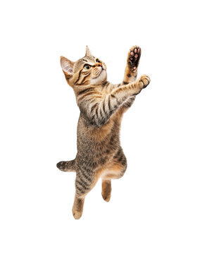 jumping cat in motion isolated on transparent background, clipping path, cutout
