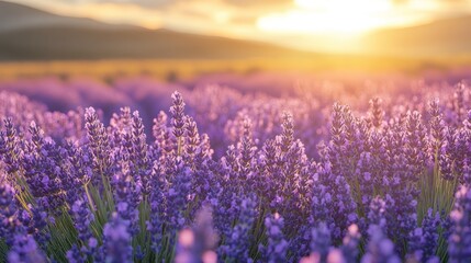 Fototapeta premium Vibrant lavender field at sunset.