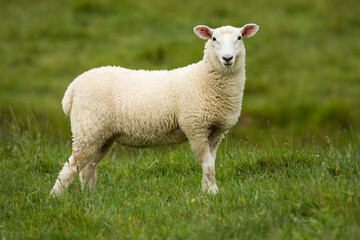 lamb in lush green grassy field