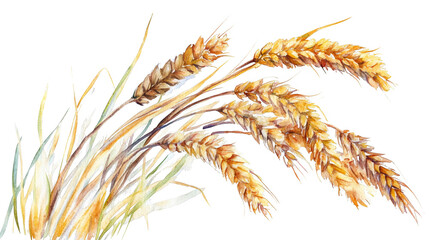 Harvest watercolor illustration isolated on transparent background