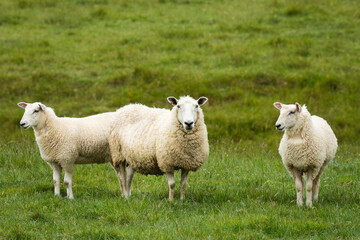 Fototapeta premium mother sheep and her lambs in lush green grassy field