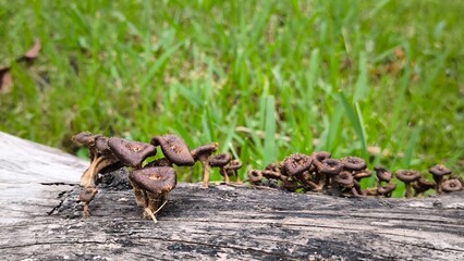 Black mushrooms grow on dead wood.