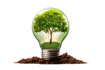 A lightbulb-shaped tree growing from the earth with sunlight cast on the soil visualizing the concept of green energy and renewable resources