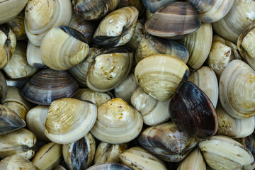 Fresh clams for seafood background