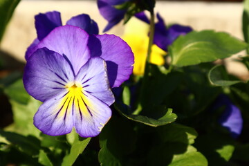 パンジー 花 紫 