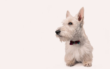 white scottish terrier puppy on a light background