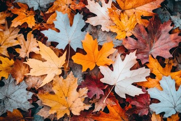 Obraz premium A colorful array of autumn leaves scattered on the ground, showcasing seasonal beauty.