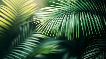 Lush Tropical Palm Leaves Green Foliage Nature Background