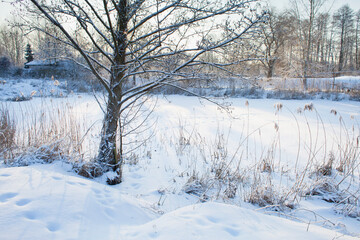 Winter forest landscape with heavy snowfall -  white frosty forest. Beautiful background with frozen trees.