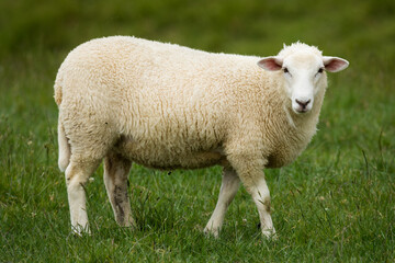 lamb in lush green grassy field