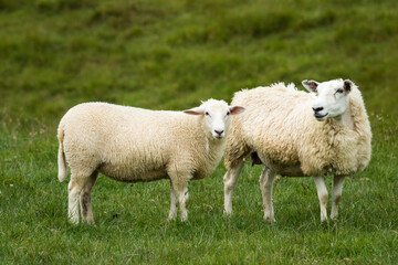 Obraz premium mother sheep and her lambs in lush green grassy field