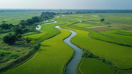 Aerial view of lush green rice fields with winding waterways.