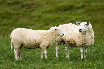 mother sheep and her lambs in lush green grassy field