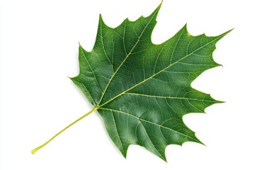 Naklejka premium A vibrant green maple leaf on a white background, showcasing its intricate details.