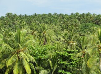 Palm trees plantation or forest in the south of India, Kerala.