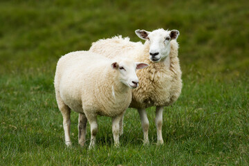 Obraz premium mother sheep and her lambs in lush green grassy field