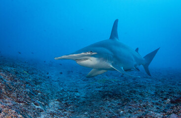 Hammerhead shark, French Polynesia