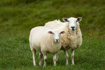 mother sheep and her lambs in lush green grassy field